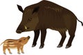 Mom and baby. European wild boar Sus scrofa with piglet